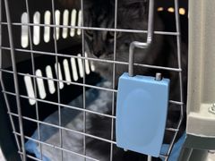 -爱洗澡的猫(天河路店)