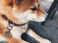 -柴犬高等学院·狗咖·柴犬售卖·宠物训练