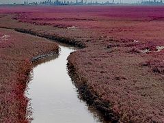 -红海滩国家风景廊道