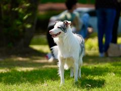 -艾贝尔宠物医院 ·内科全科(梁溪路店)
