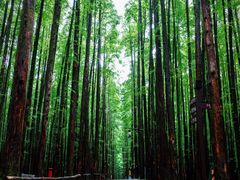 -山王坪喀斯特国家生态公园