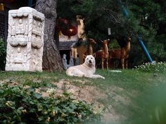 -龙华寺