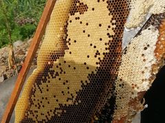 -绵阳盛世樱花悠乐谷