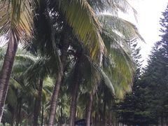 -万绿园