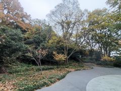 -紫金山山顶公园