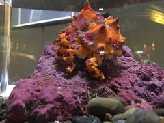 -西雅图水族馆