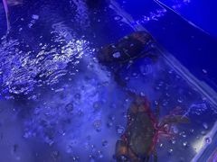 -七欣天香辣蟹火锅(无锡金太湖国际城店)