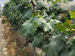 -马陆小张葡萄园农家乐