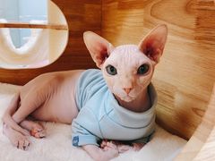 -猪盟咖啡店(玖洲道店)
