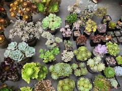 -桂林市花鸟市场