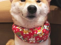 -柴务处·柴犬主题狗咖