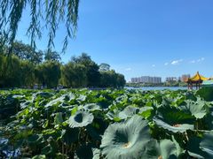 -济南大明湖景区