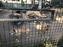 -费瑟代尔野生动物园