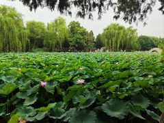 -莲池书院博物馆