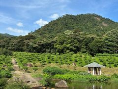 -广州市石门国家森林公园