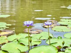 -中国科学院西双版纳热带植物园