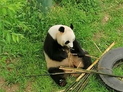 -沈阳森林动物园
