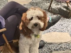 -J Create城市露营咖啡·简餐·宠物(上海动物园店)