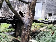 -都江堰中华大熊猫苑
