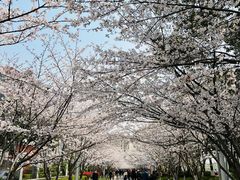 -高东镇樱花园