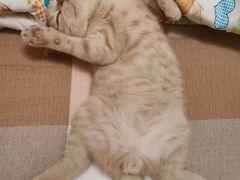 -东方名猫馆·英短金渐层布偶猫舍(环线广场1号楼店)