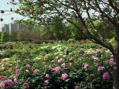 -洛阳市隋唐城遗址植物园