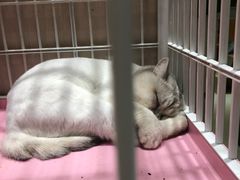 -藏猫猫咖啡主题馆(中央大道店)