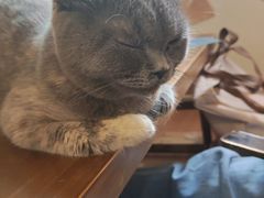 -楼上猫咖(罗湖店)