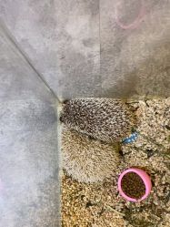 -神奇动物撸宠馆·羊驼·小浣熊·异宠(豫园店)