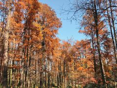 -上海共青森林公园