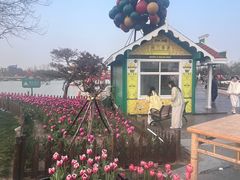 -荷兰花海