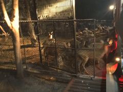 游乐设施-清迈夜间动物园