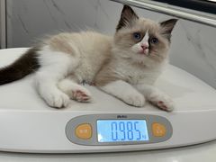 -伟伟宠物医院·CT影像中心·瑞派犬猫综合性门诊(汉口总院)