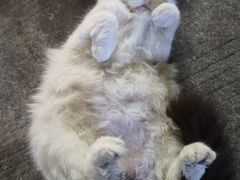 -华辉拉肠(同福店)