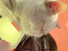 -猫色咖啡·猫咖