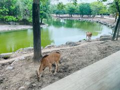 -上海野生动物园