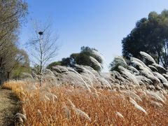 -野鸭湖国家湿地公园