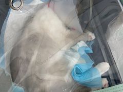 -佳怡动物医院·平价24小时·猫专科骨外科