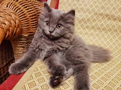 -东方名猫馆·英短金渐层布偶猫舍(环线广场1号楼店)