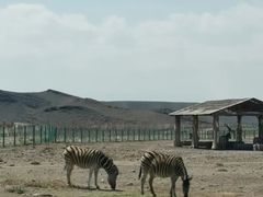 -新疆天山野生动物园