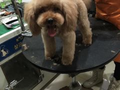 -酷狗靓猫宠物·洗护·美容·寄养(航北路店)