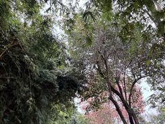 刚进门出发-成都大熊猫繁育研究基地