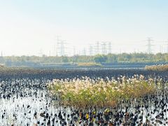 -天津东丽湖风景区