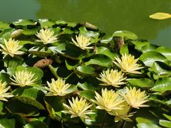 -国家植物园南园