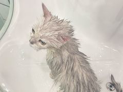 -Pets First伊珊娜洗护·精致美容·家庭式寄养(新会路店)