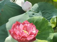 -莲花池公园