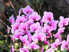 -北京植物园-展览温室