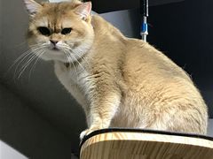 -东方名猫馆·英短金渐层布偶猫舍(环线广场1号楼店)