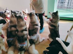 -Husky Go! 哈士奇体验馆·宠物咖啡厅狗咖