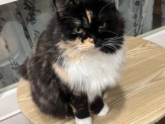 -楼上猫咖(罗湖店)